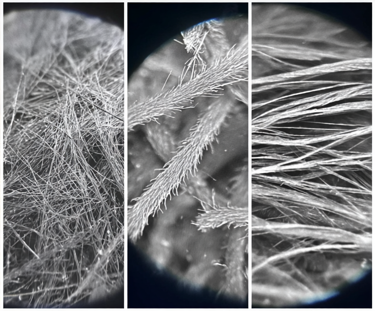 Three microscopic views of fibers or hair under a microscope.
